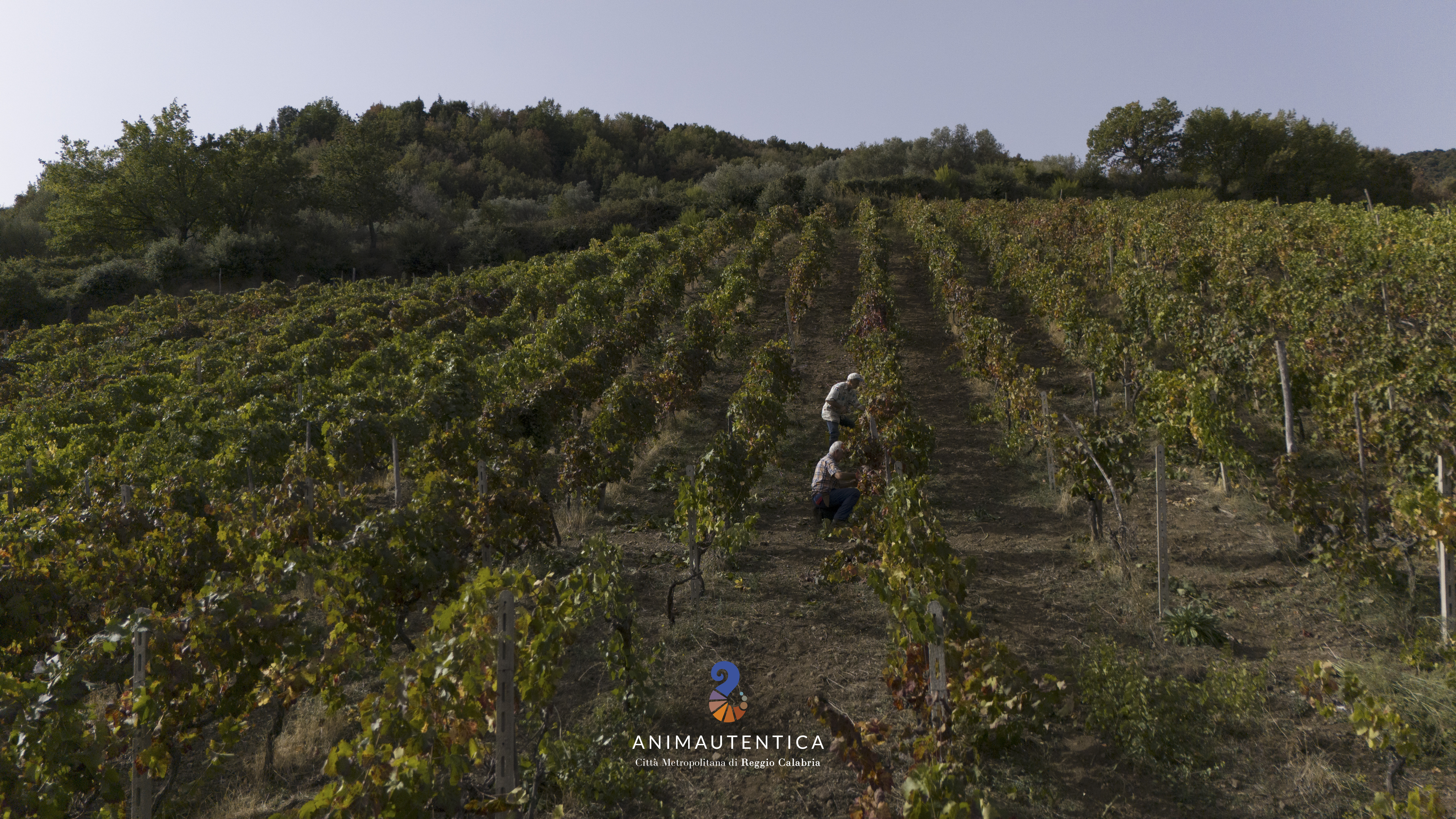 Immagine di copertina per Vinitaly 2026: presente la Citt� Metropolitana con la sua �Anima autentica�